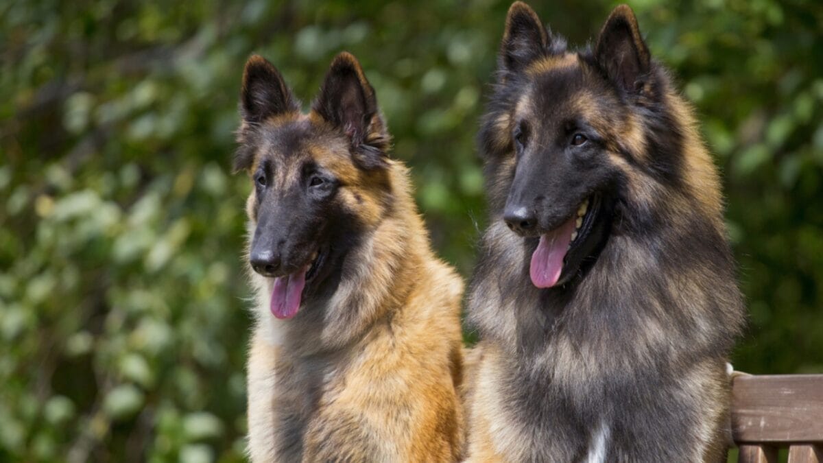 10 Little-Known Facts About Belgian Tervuren Dogs 2 10 Little-Known Facts About Belgian Tervuren Dogs - two tervuren dogs ss760410286