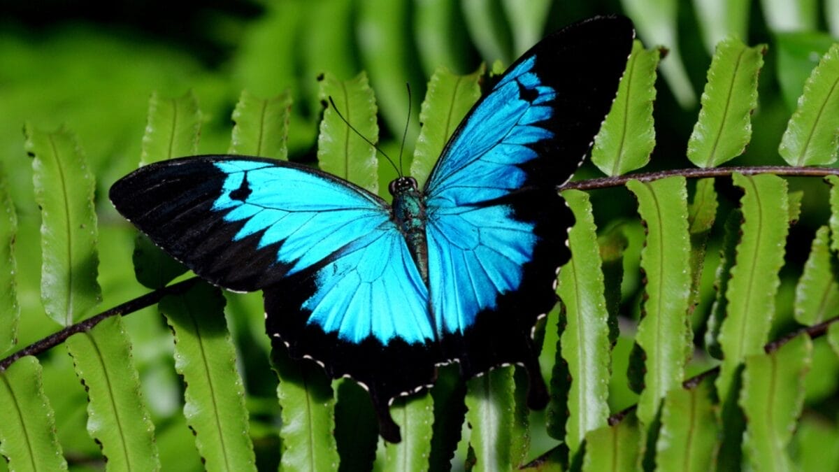 23 Dazzling Photos of the Most Colorful Butterflies on Earth 7 23 Dazzling Photos of the Most Colorful Butterflies on Earth - ulysses butterfly dp109604242