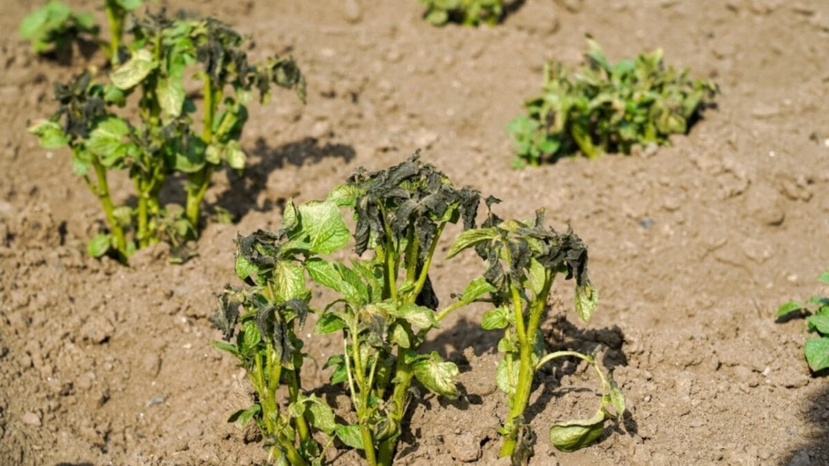 10 Reasons to Never Use Miracle-Gro In Your Garden 11 10 Reasons to Never Use Miracle-Gro In Your Garden - underlying issues ss2377431911