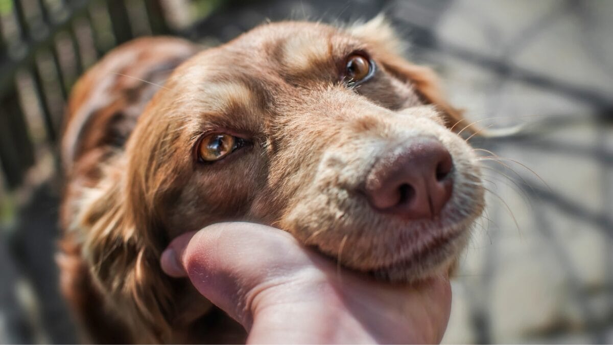 Gabapentin for Dogs: Important Information Every Dog Owner Needs 5 Gabapentin for Dogs: Important Information Every Dog Owner Needs - unhappy sad dog ss1071691286