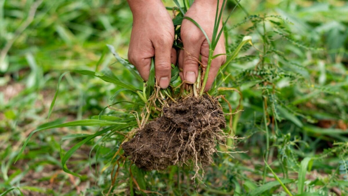 Why Irish Spring Soap? 10 Reasons Gardeners Swear By It 8 Why Irish Spring Soap? 10 Reasons Gardeners Swear By It - unwanted plants ss1477730063