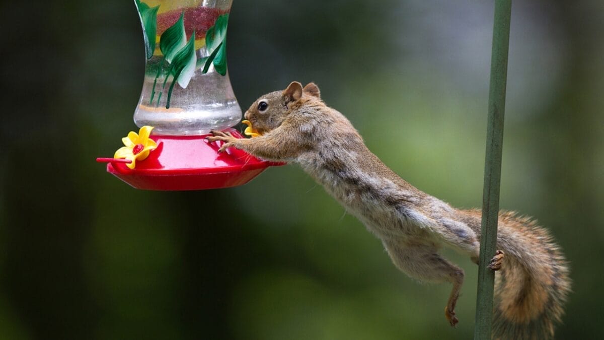 5 Brilliant Reasons to Wrap Your Hummingbird Feeder in Foil 6 5 Brilliant Reasons to Wrap Your Hummingbird Feeder in Foil - unwanted visitors hummingbird feeder ss482496904