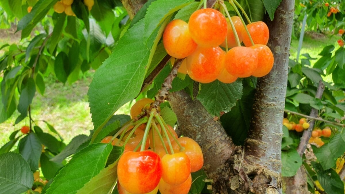 The Top 10 Cherry-Producing States in the U.S. 7 The Top 10 Cherry-Producing States in the U.S. - utah cherry ss1446390275