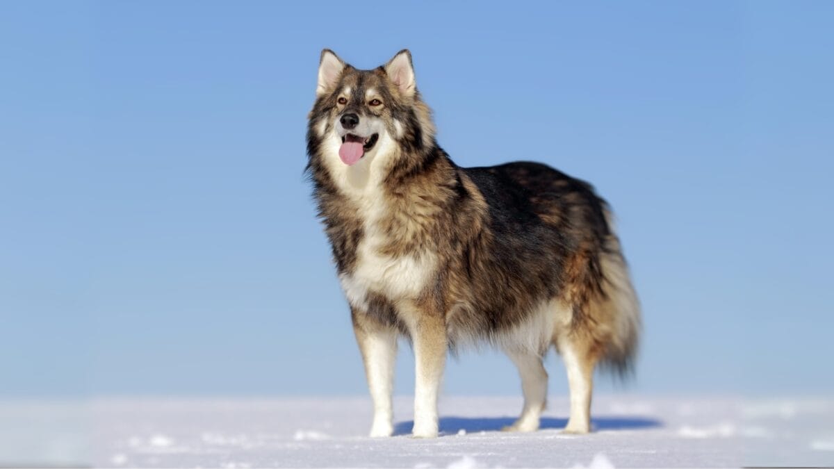 13 Wolf Dog Breeds Known for Their Wild Beauty 6 13 Wolf Dog Breeds Known for Their Wild Beauty - utonagan dog on snow ss79930630