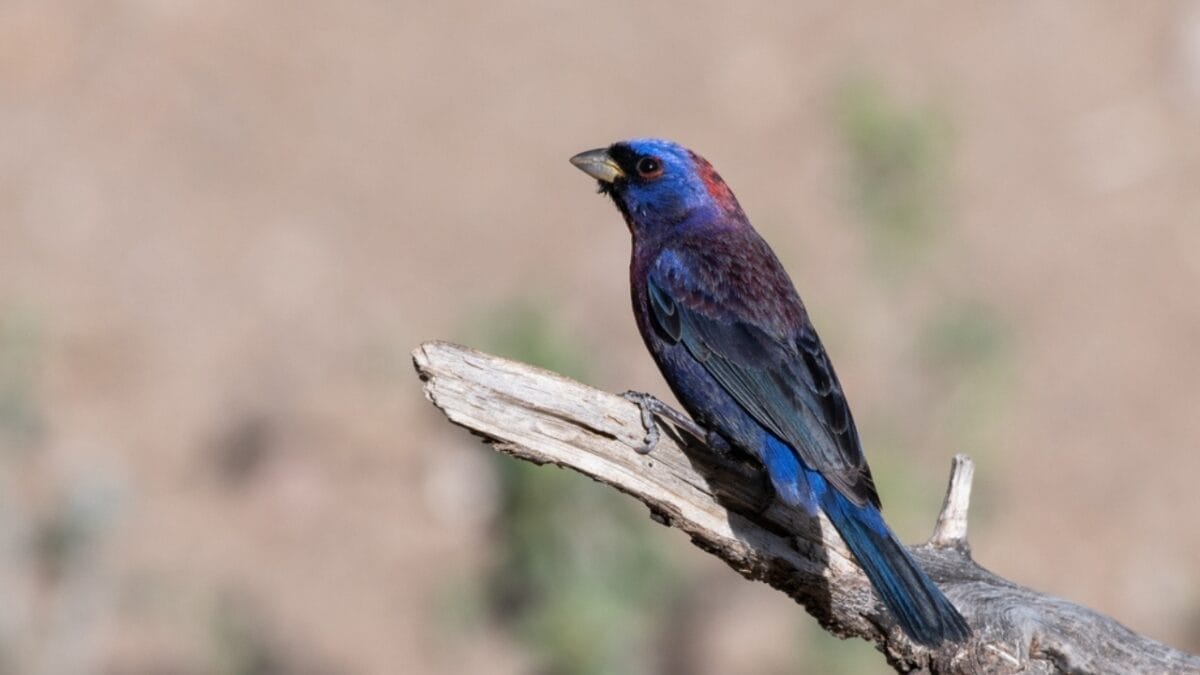 12 Beautiful Purple Birds from Around the World 13 12 Beautiful Purple Birds from Around the World - varied bunting bird ss2296484327