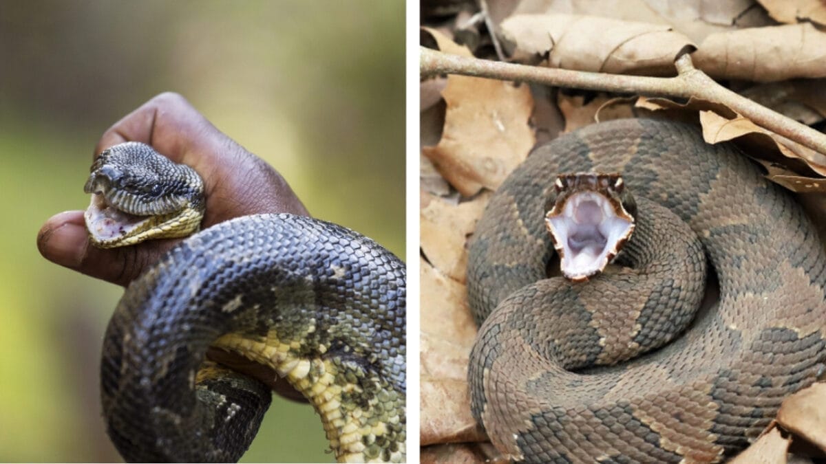 7 Simple Ways to Distinguish Watersnakes from Cottonmouths 8 7 Simple Ways to Distinguish Watersnakes from Cottonmouths - venom of watersnake and cottonmouth ss537179041 1269248926