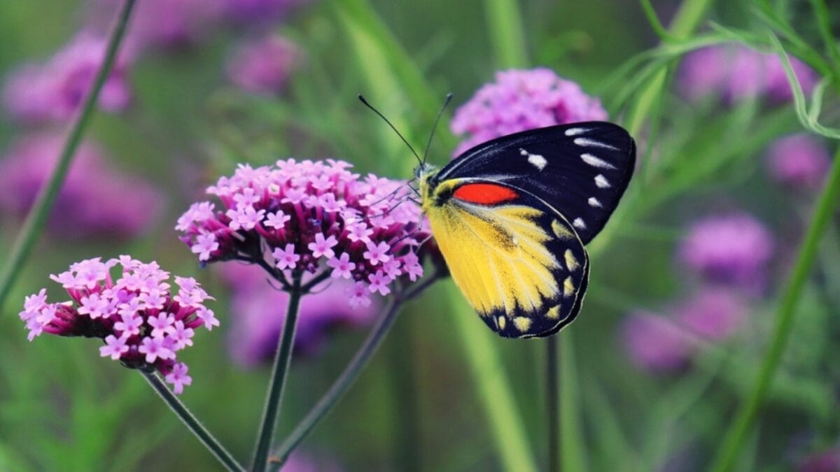 15 Hardy Self-Seeding Perennials to Crowd Out Weeds - verbena flower ss2044000364
