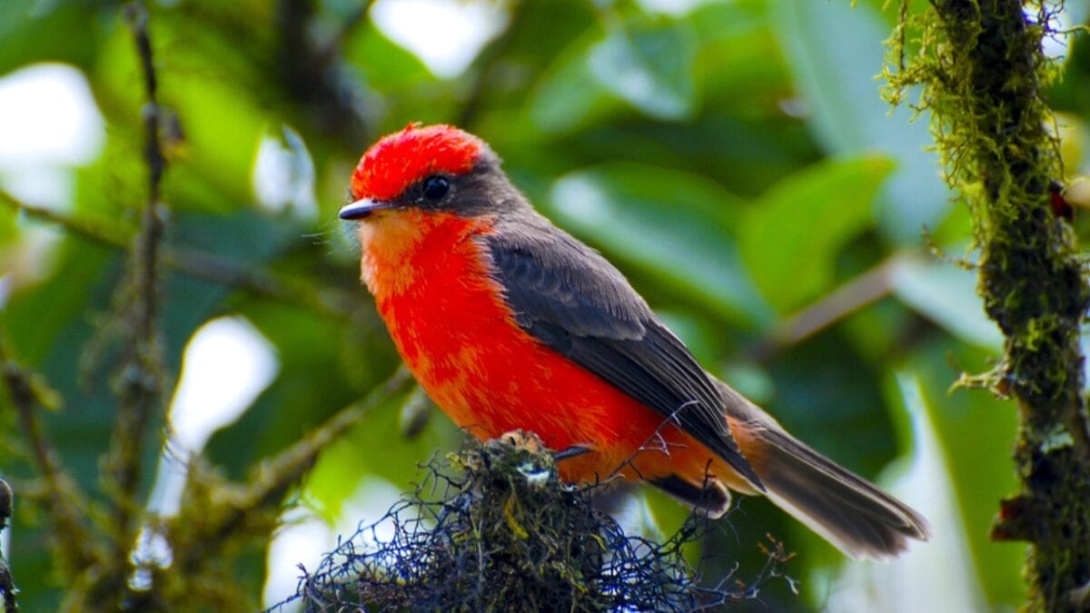 13 Birds with Red Heads You Need to Know About 10 13 Birds with Red Heads You Need to Know About - vermilion flycatcher dp312957204