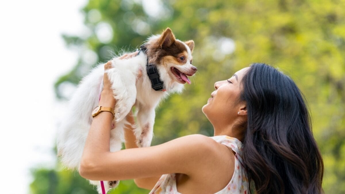 Meet the Chigi: The Spirited Corgi-Chihuahua Mix That’s Stealing Hearts Everywhere - very clingy chihuahua ss2289439391