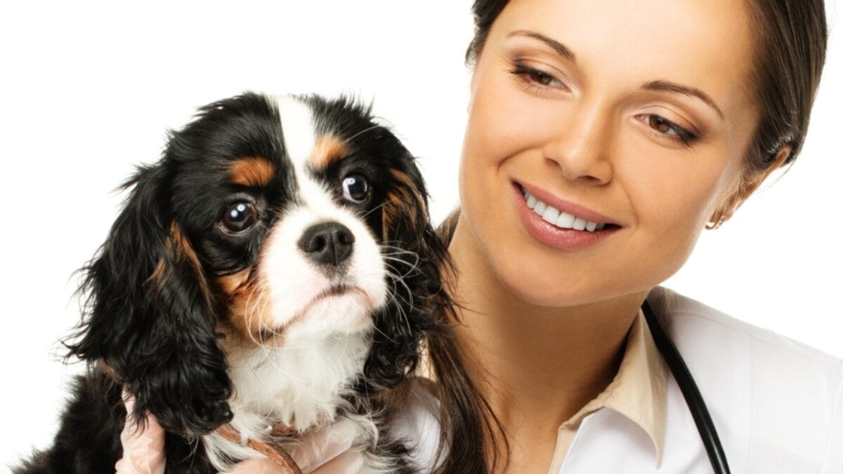 Hitting the Road with Your Cavalier: 8 Tips for Smooth Traveling 2 Hitting the Road with Your Cavalier: 8 Tips for Smooth Traveling - vet with cavalier dog dp44582609