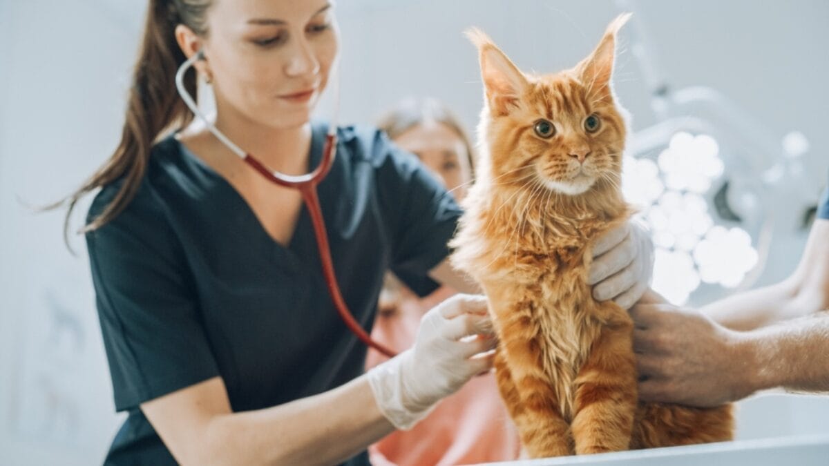12 Things You Should Never Do to Your Cat 2 12 Things You Should Never Do to Your Cat - veterinary for cat ss2285054163