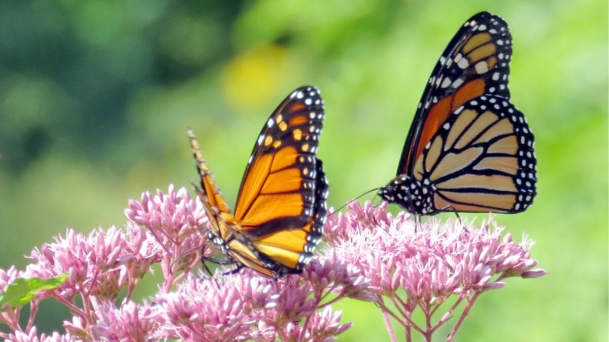 How to Create a No-Fuss Bird & Butterfly Garden 3 How to Create a No-Fuss Bird & Butterfly Garden - vibrant butterflies dp127330434