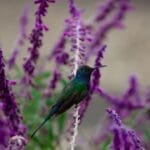 10 Nesting Plants to Attract & Support Thriving Hummingbirds 6 10 Nesting Plants to Attract & Support Thriving Hummingbirds - vines ss1261253404