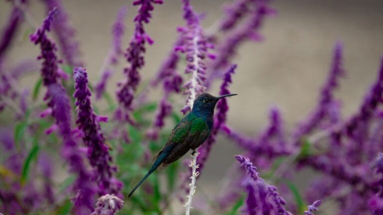14 Vines to Create a Hummingbird Haven in Your Garden 5 14 Vines to Create a Hummingbird Haven in Your Garden - vines ss1261253404