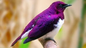 12 Beautiful Purple Birds from Around the World 1 12 Beautiful Purple Birds from Around the World - violet backed or amethyst starling ss708160960