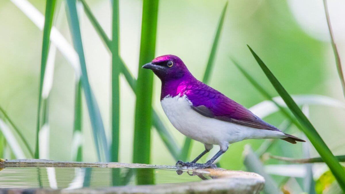 12 Beautiful Purple Birds from Around the World 6 12 Beautiful Purple Birds from Around the World - violet back starling bird ss1680945703