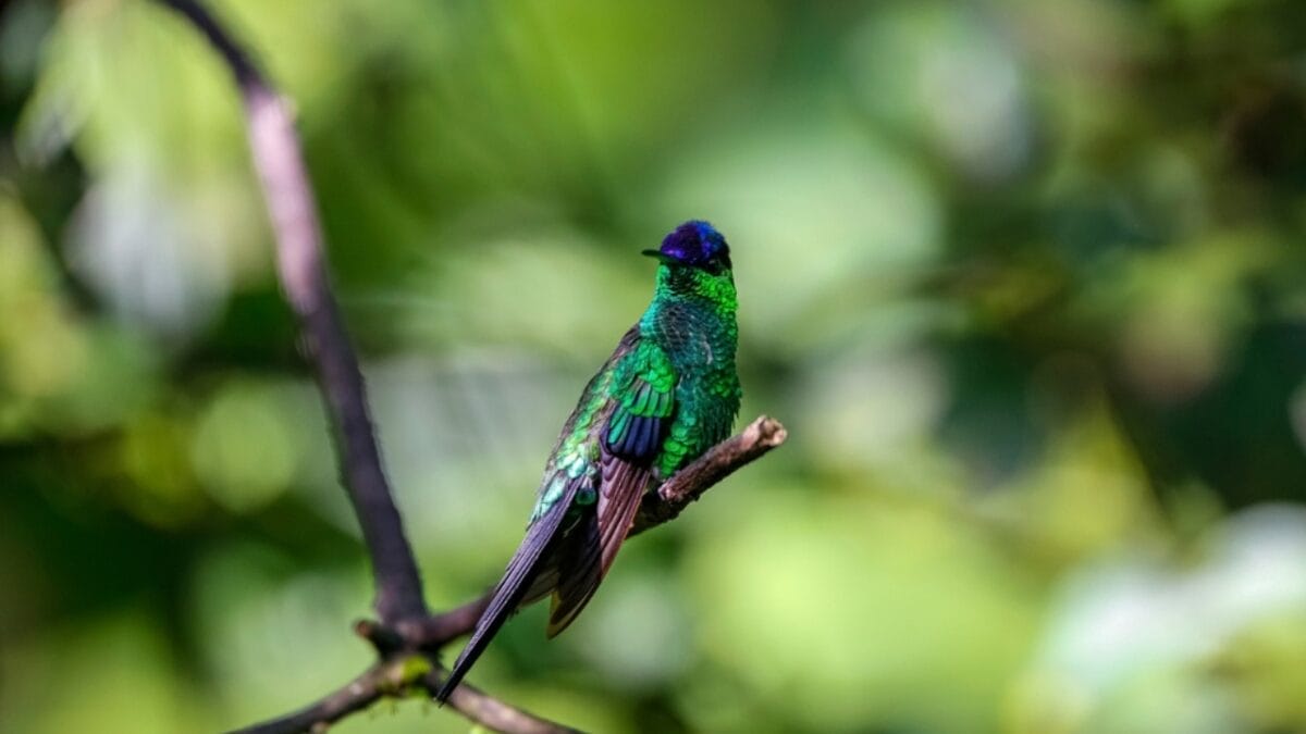 12 Beautiful Purple Birds from Around the World 12 12 Beautiful Purple Birds from Around the World - violet capped woodnymph ss2394712763