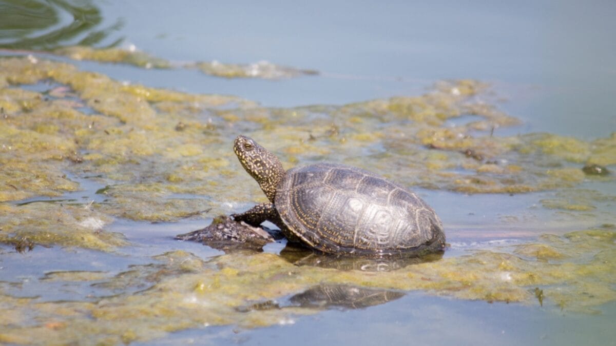 12 U.S. States Where Turtles Make Their Nests 8 12 U.S. States Where Turtles Make Their Nests - virginia turtle dp383938590