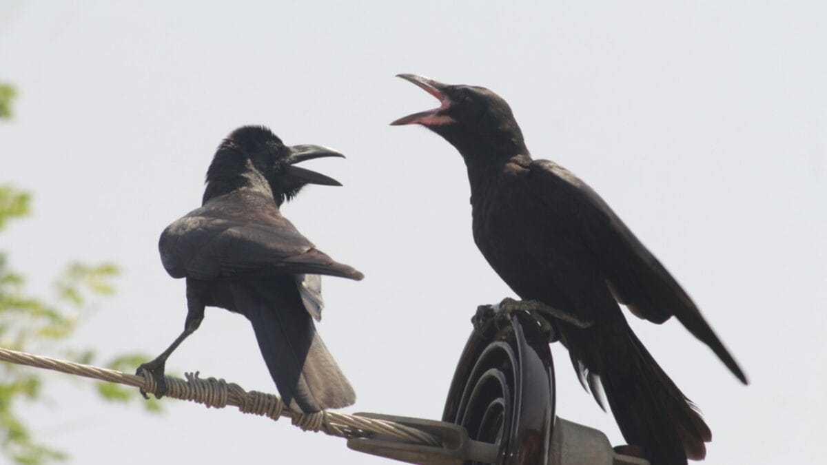 10 Ways to Tell Crows & Ravens Apart 5 10 Ways to Tell Crows & Ravens Apart - vocalization ss1765375886
