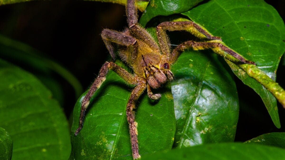 12 Colossal Spiders that Actually Exist in Real Life 11 12 Colossal Spiders that Actually Exist in Real Life - wandering spider dp157487612