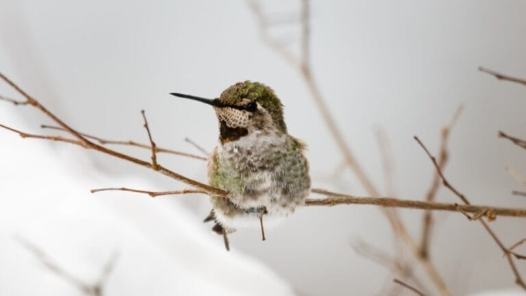 Hummingbirds’ Winter Destinations: What They Do to Escape the Cold - washington annas hummingbird ss2236471425