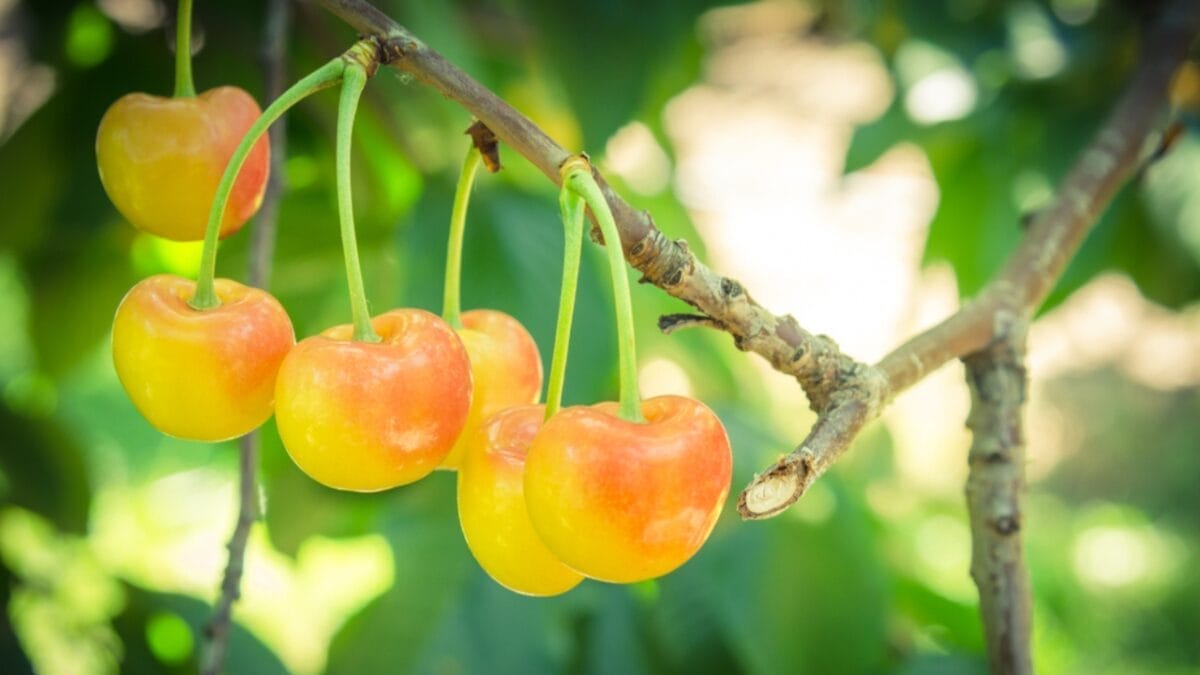 The Top 10 Cherry-Producing States in the U.S. - washington cherry ss1069003493