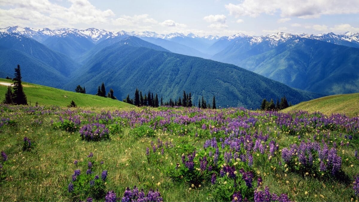 Why National Parks Are America’s Greatest Living Gardens 8 Why National Parks Are America’s Greatest Living Gardens - washington olympic national park dp181579816