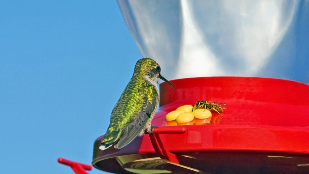 10 Things Scaring Hummingbirds Away From Your Yard 4 10 Things Scaring Hummingbirds Away From Your Yard - wasp and hummingbird on a feeder ss5627344