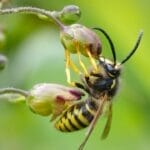 12 Hacks to Keep Wasps Out of Your Yard & Home Next Summer - wasp on figwort flower ss2393278477