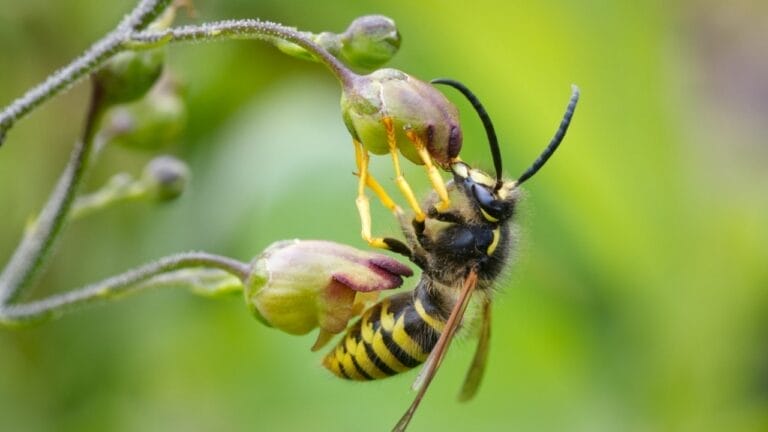 Want Fewer Wasps in Your Yard? Weed Out the Figwort - wasp on figwort flower ss2393278477