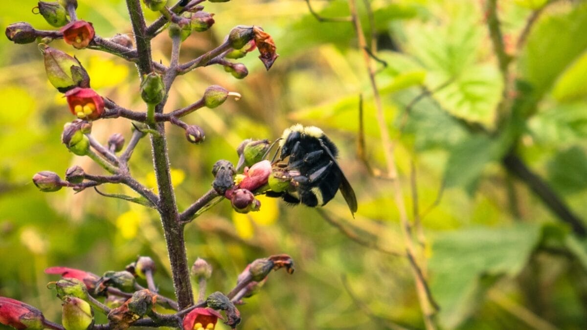 Want Fewer Wasps in Your Yard? Weed Out the Figwort - wasp pollinating figwort flower ss679236475
