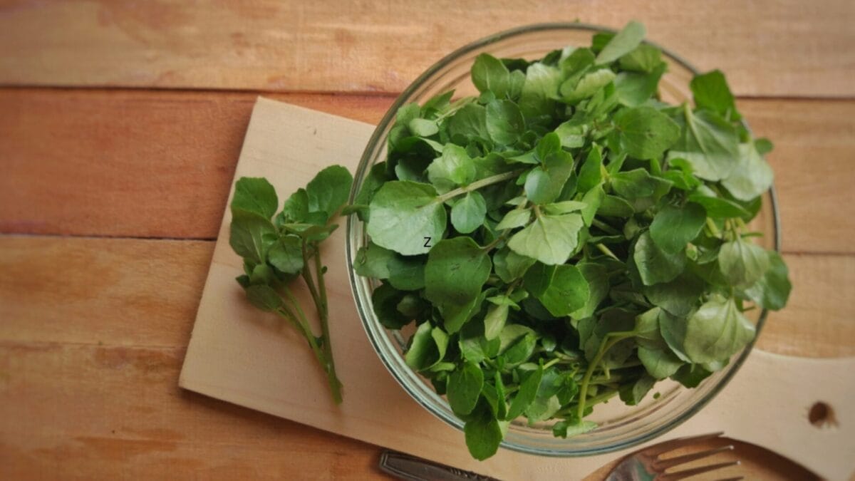 10 Perennial Vegetables You Only Need To Plant Once & Harvest Forever 6 10 Perennial Vegetables You Only Need To Plant Once & Harvest Forever - water cress ss1222223566