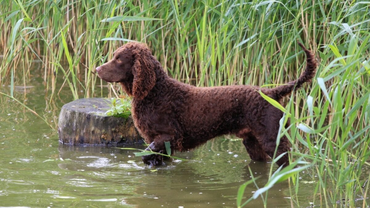 10 Surprising Facts About American Water Spaniels 3 10 Surprising Facts About American Water Spaniels - water spaniel dog in river dp38335283