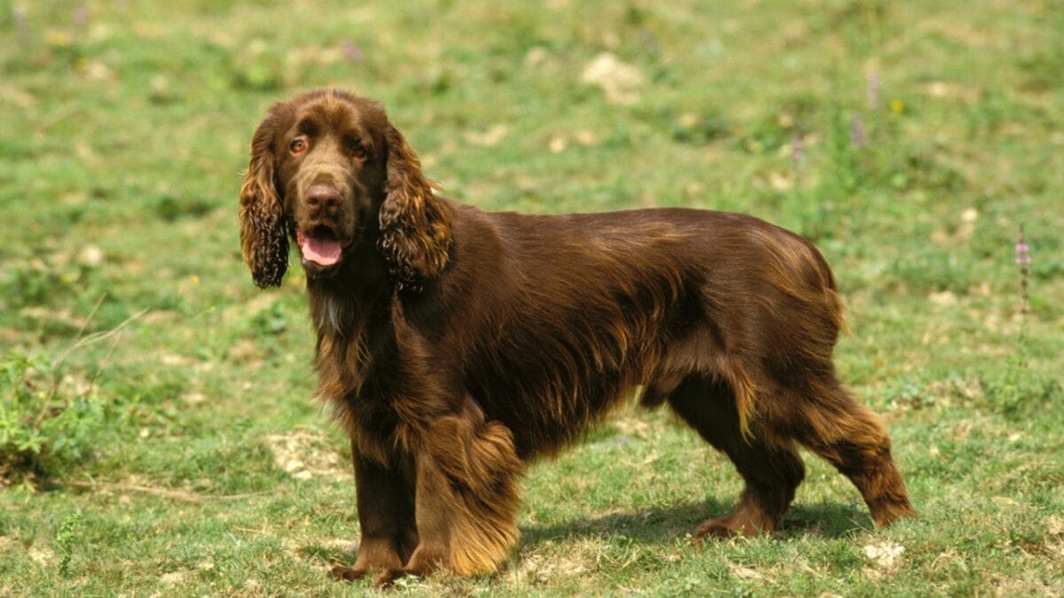 10 Surprising Facts About American Water Spaniels - water spaniel dog standing dp350782014