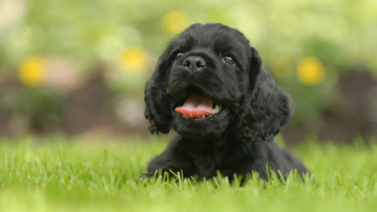 10 Surprising Facts About American Water Spaniels - water spaniel dog tongue dp24136353