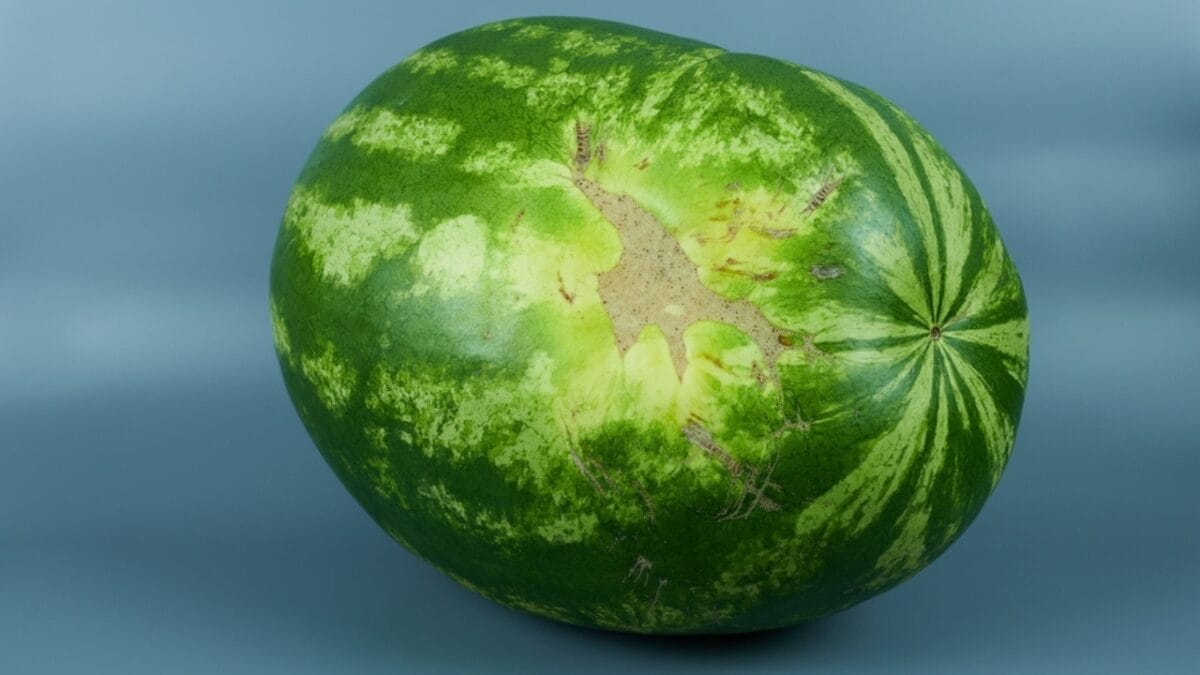 Juicy 6-Step Guide to Picking the Perfect Watermelon 7 Juicy 6-Step Guide to Picking the Perfect Watermelon - watermelon brown spot ss2189222833