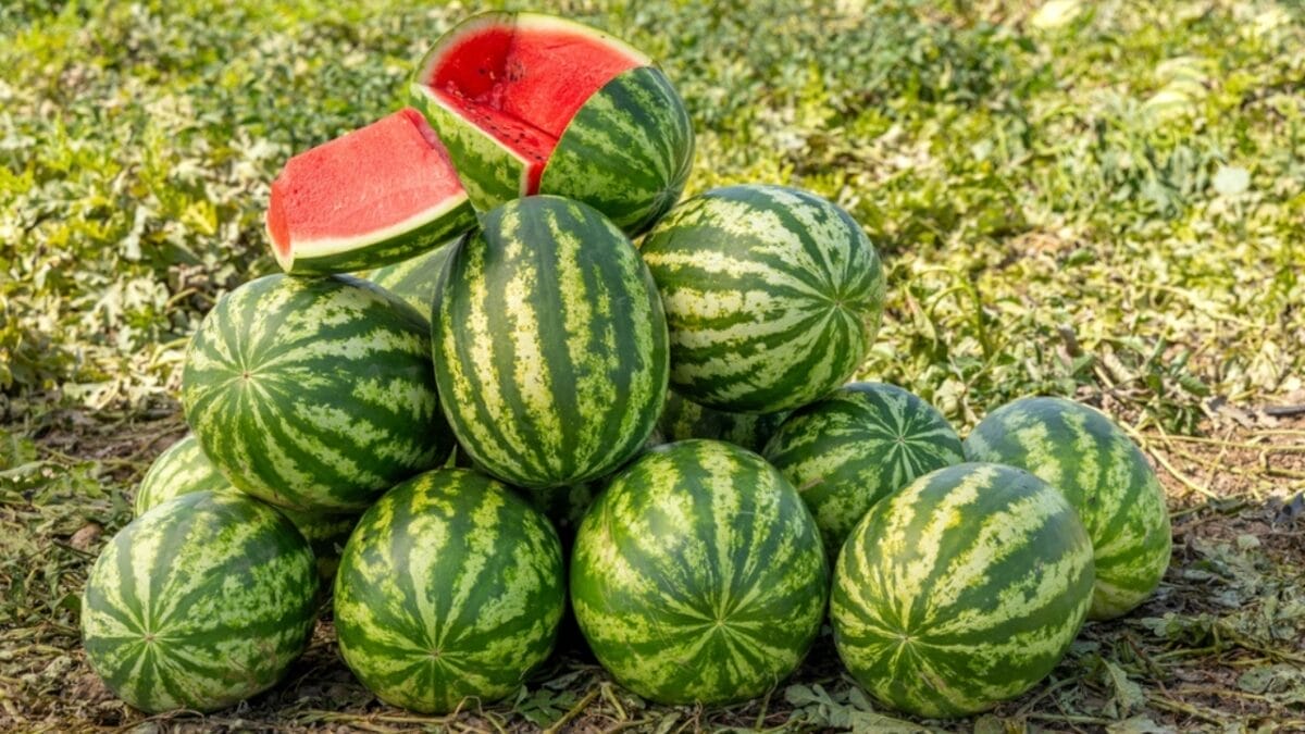 EWG’s 2024 Fruit & Veggie Dirty Dozen (Highest in Pesticides) & Clean 15 Lists - watermelon picking ss2442216385