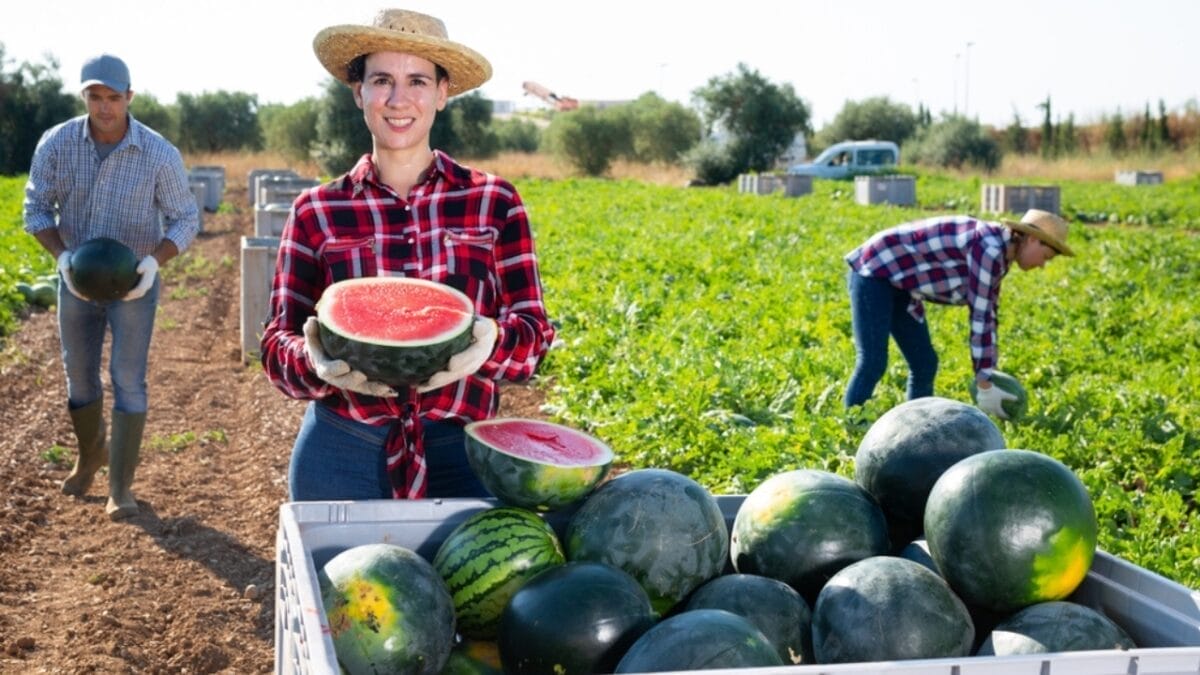 The World's Most Expensive Watermelon Sold for $6,100 6 The World's Most Expensive Watermelon Sold for $6,100 - watermelon ss2203961965