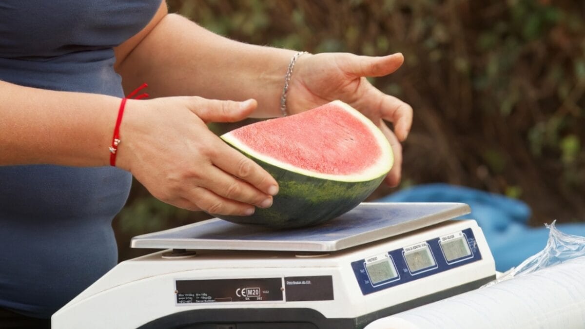 Juicy 6-Step Guide to Picking the Perfect Watermelon 3 Juicy 6-Step Guide to Picking the Perfect Watermelon - watermelon weighing scale ss2350608527