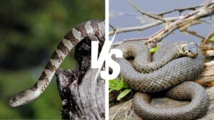 7 Simple Ways to Distinguish Watersnakes from Cottonmouths 1 7 Simple Ways to Distinguish Watersnakes from Cottonmouths - watersnake and cottonmouths dp6427614 337515702