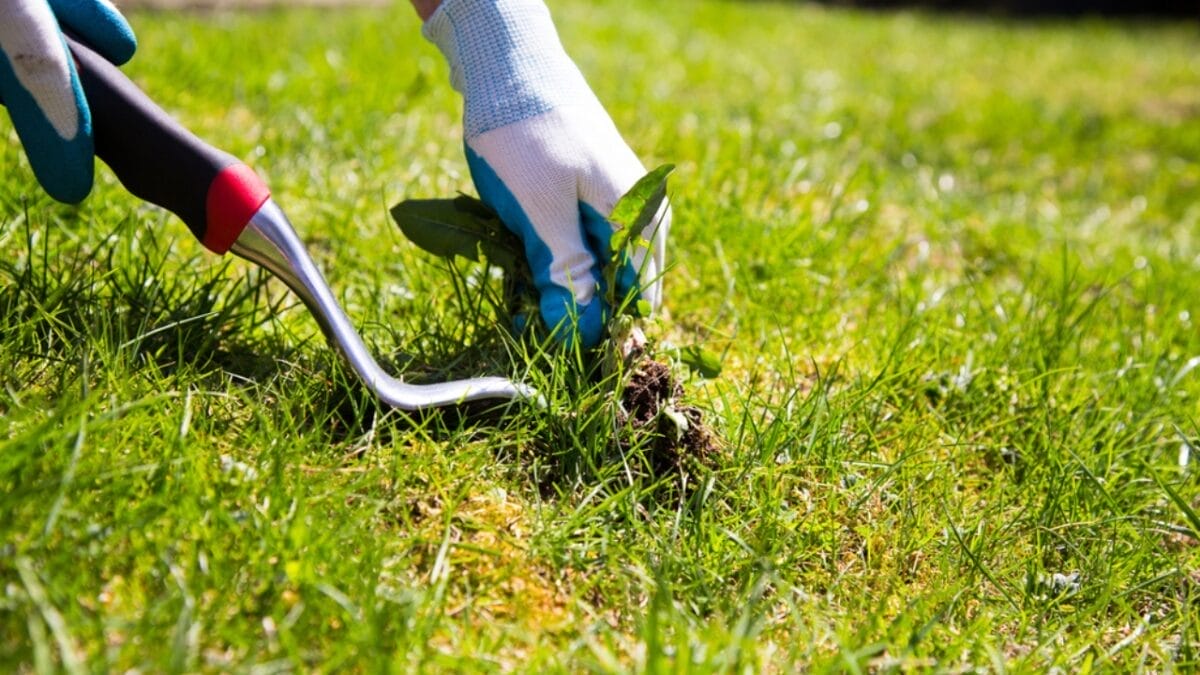 11 Unexpected Ways Vinegar Can Be Beneficial To Your Garden 2 11 Unexpected Ways Vinegar Can Be Beneficial To Your Garden - weed control dp71998759