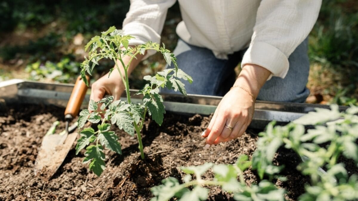 Bountiful Raised Garden Beds in 9 Easy Steps - weeding out raised garden bed ss2458954803