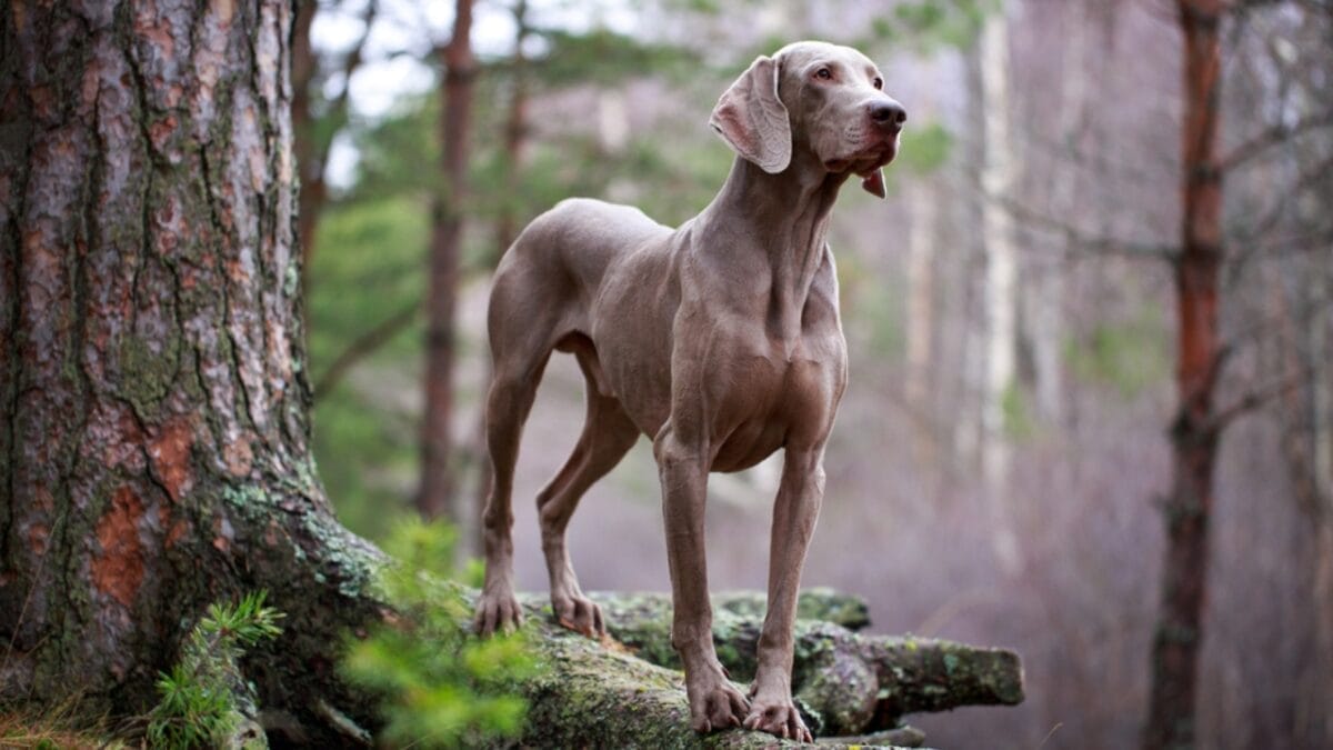 10 Worst Dog Breeds for Kids 7 10 Worst Dog Breeds for Kids - weimaraner dog ss164868332