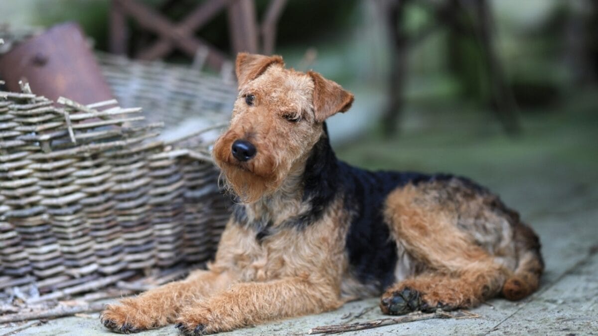 31 Endangered Dog Breeds at Risk of Disappearing 28 31 Endangered Dog Breeds at Risk of Disappearing - welsh terrier ss2202481569 1