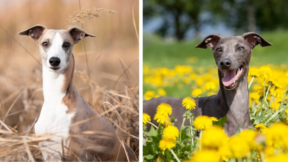 10 Pairs of Dog Breeds That Almost Look Identical - whippet and italian ss1935435580 183442910