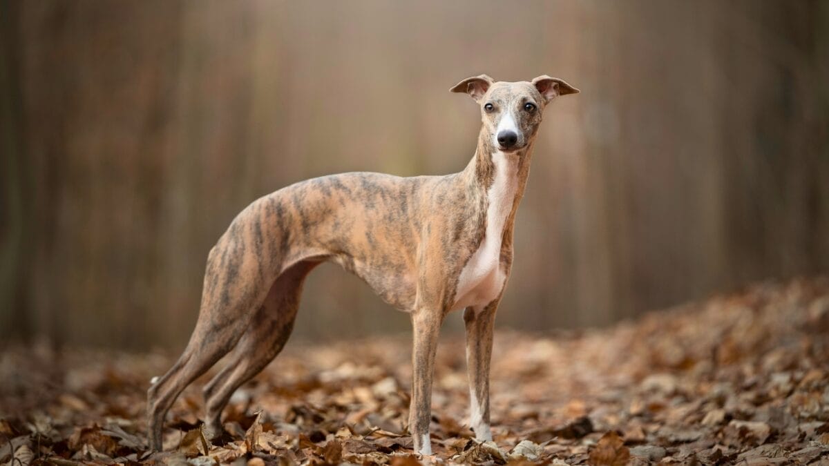 Dog Breeds: All Types from Small to Giant, Personalities & Characteristics 49 Dog Breeds: All Types from Small to Giant, Personalities & Characteristics - whippet dog in the forest ss2136994527