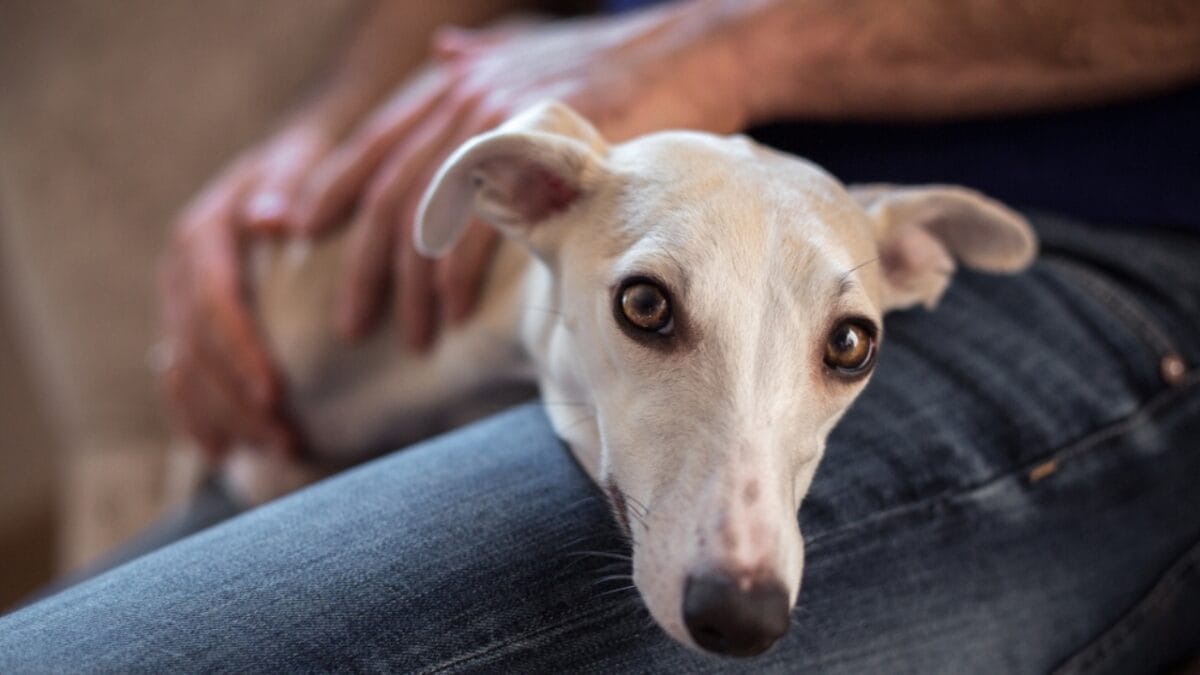 11 Dog Breeds Perfect for First-Time Owners 12 11 Dog Breeds Perfect for First-Time Owners - whippet ss1154653498