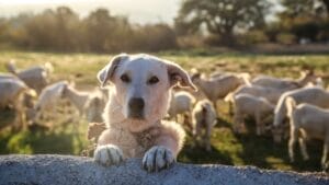 10 Best Farm Dog Breeds: From Herding to Guarding 1 10 Best Farm Dog Breeds: From Herding to Guarding - white dog guarding the farm ss1273179196