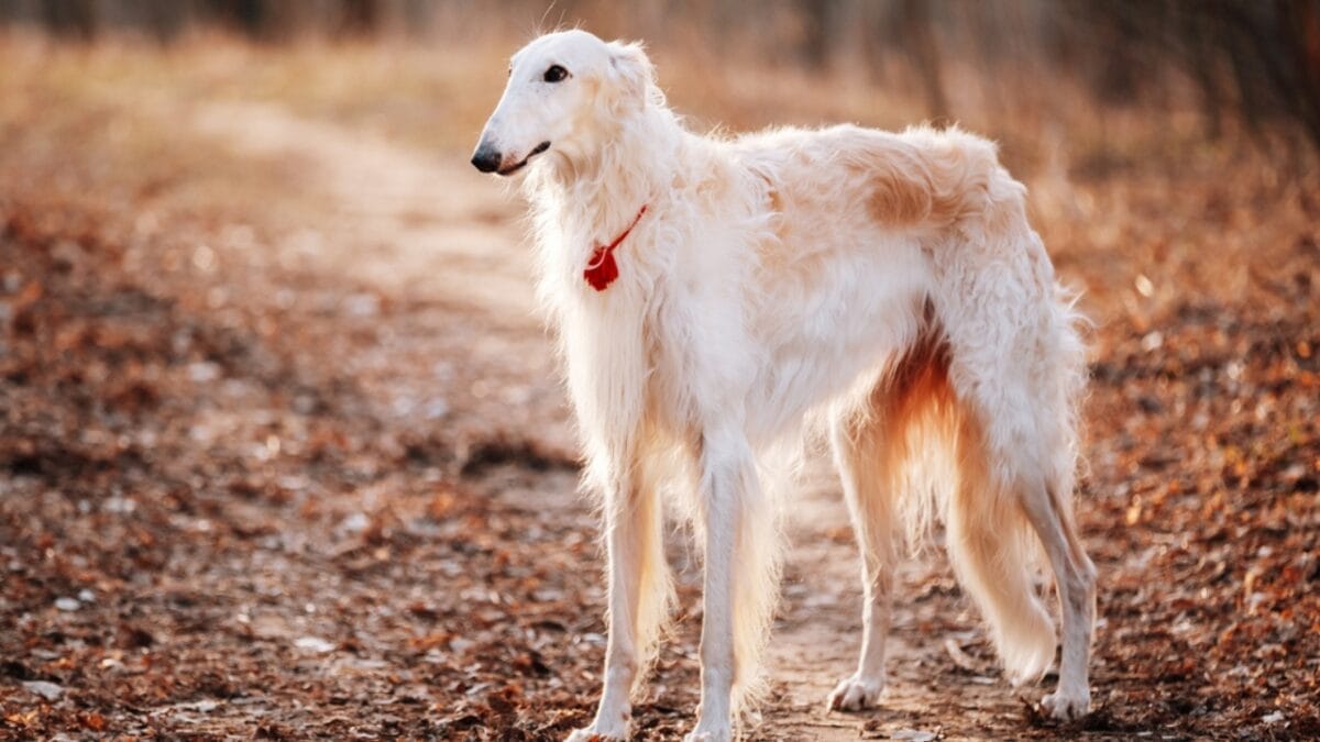 10 Little-Known Quirks of Borzoi Dogs - white borzoi dog standing autumn ss300577961