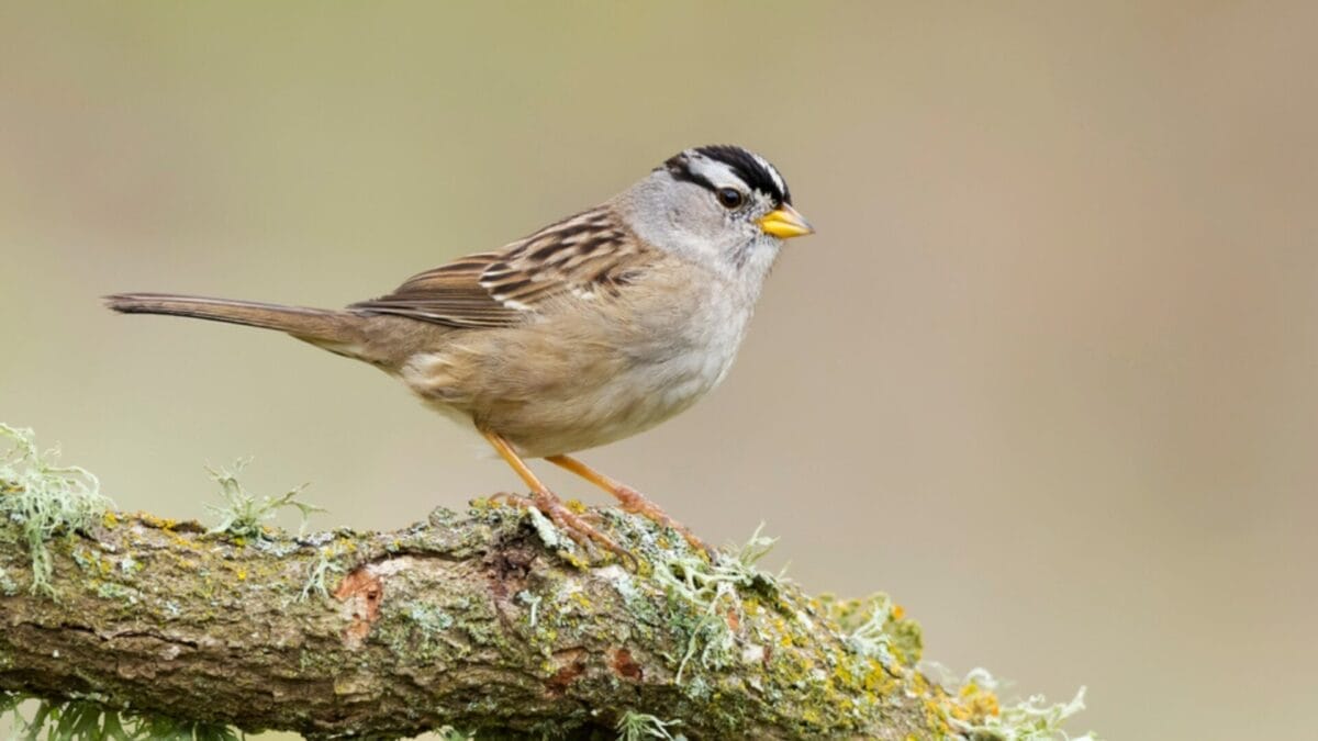 12 Unusual Birds with White Colored Heads & How to Tell Them Apart - white crowned sparrow ss1638976672